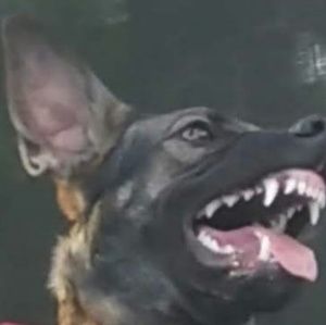 Meet your Posher, Trey